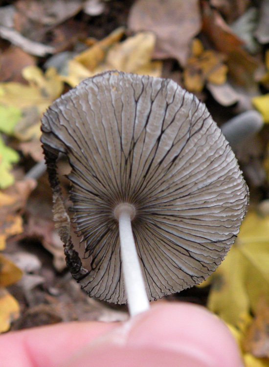 Coprinus cfr lagopus